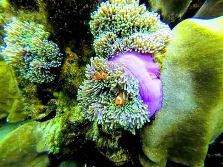 ホテル Daya Hill Seaview リペ島 エクステリア 写真