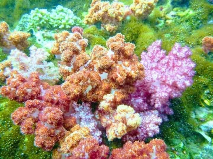 ホテル Daya Hill Seaview リペ島 エクステリア 写真