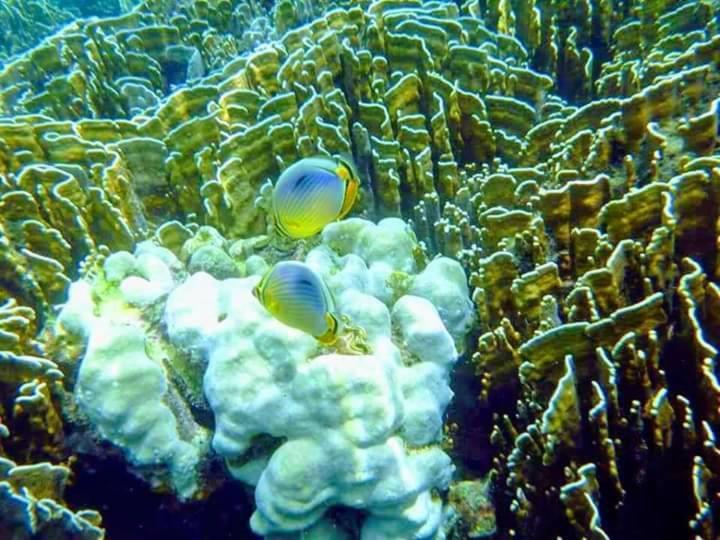 ホテル Daya Hill Seaview リペ島 エクステリア 写真