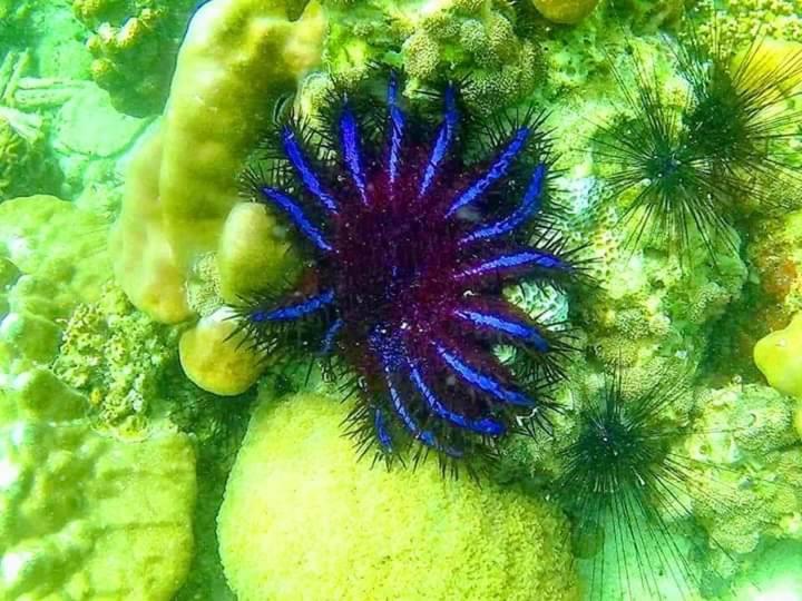 ホテル Daya Hill Seaview リペ島 エクステリア 写真