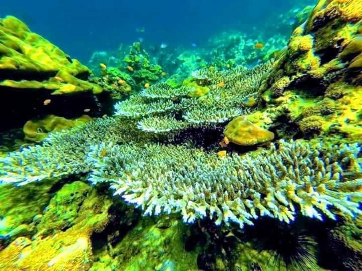 ホテル Daya Hill Seaview リペ島 エクステリア 写真