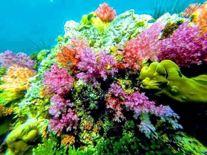 ホテル Daya Hill Seaview リペ島 エクステリア 写真